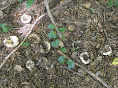 Russula delica