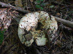 Russula delica