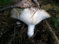 Russula delica