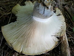 Russula delica
