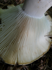 Russula delica