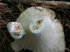 Russula delica