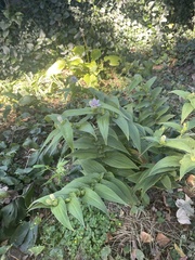 Tricyrtis hirta