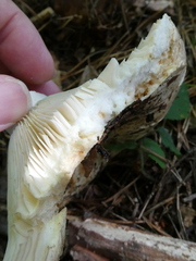 Russula delica