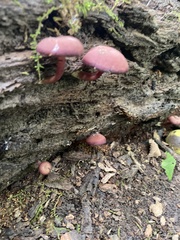 Callistosporium purpureomarginatum