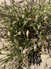 Cenchrus tribuloides