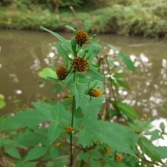 Bidens tripartita