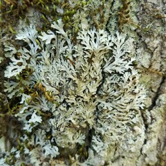 Heterodermia hypoleuca