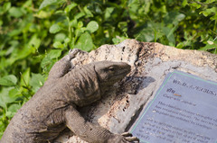 Bengal Monitor photo 4