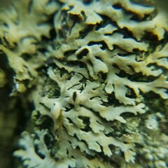 Heterodermia hypoleuca