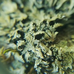 Heterodermia hypoleuca