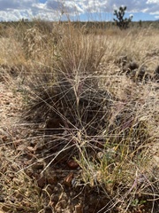Scleropogon brevifolius