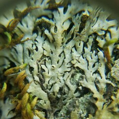 Heterodermia hypoleuca