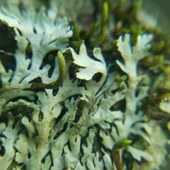 Heterodermia hypoleuca