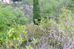 Heliomaster furcifer