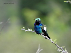 Heliomaster furcifer