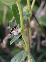 Camponotus compressus