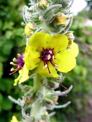 Verbascum boerhavii
