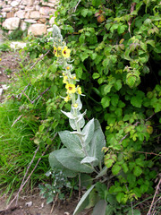 Verbascum boerhavii