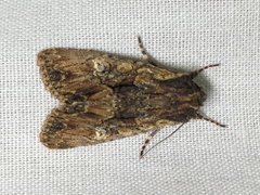 Mniotype occidentalis