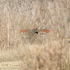 Rhynchotus rufescens