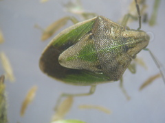 Aeliomorpha