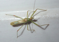 Atopozelus