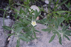 Chamaesaracha sordida