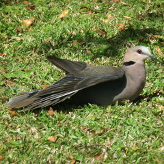 Streptopelia semitorquata