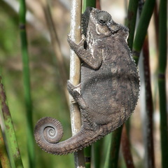 Bradypodion damaranum