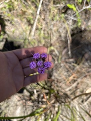 Carphephorus pseudoliatris