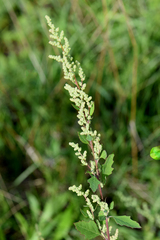 Chenopodium