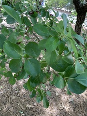 Chionanthus virginicus