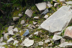 Geospizopsis unicolor