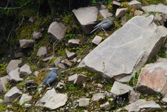 Geospizopsis unicolor