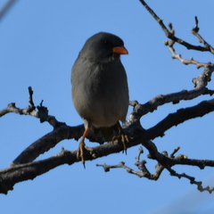Embernagra platensis