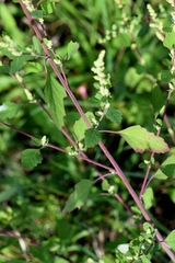 Chenopodium