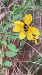 Copestylum vesicularium