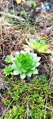 Sempervivum