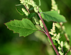 Chenopodium
