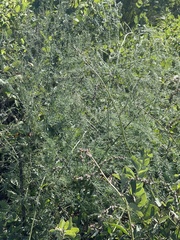 Asparagus officinalis