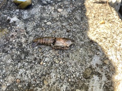 Faxonius virilis
