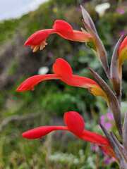 Gladiolus cunonius