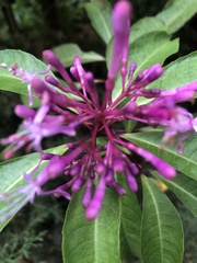 Fuchsia paniculata