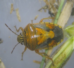 Menida