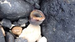 Stramonita haemastoma