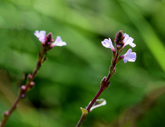 Verbena officinalis
