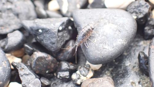 Ligia gracilipes
