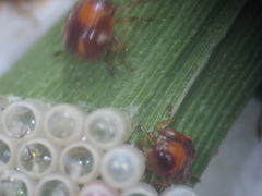 Menida