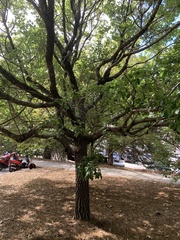 Chionanthus virginicus